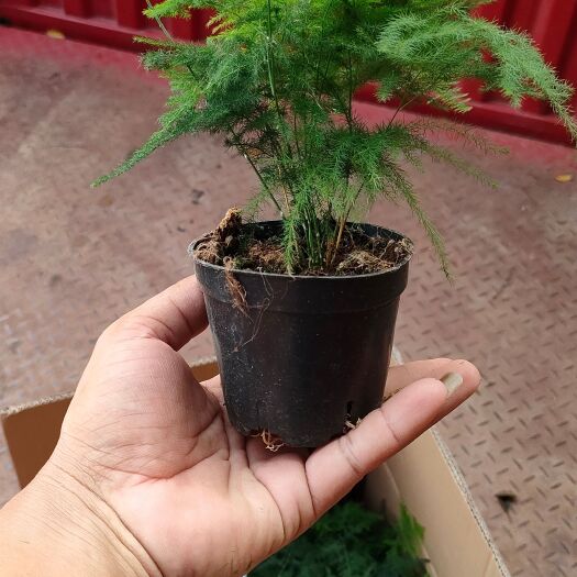 佛山90杯文竹，各大平台电商优选，价格实惠，质量很好，需要的联系