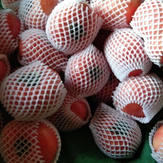 水果西红柿 有机水果番茄，老口味