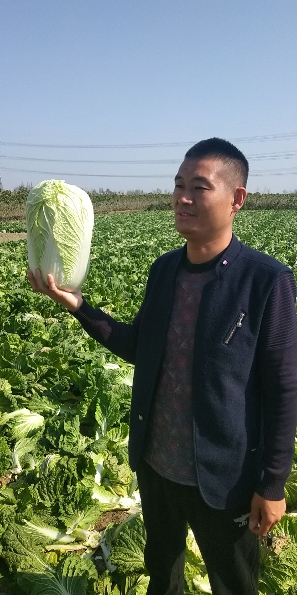 黄心大白菜 黄心白菜，玲珑黄，秋宝，青杂三号，产地直发，一手