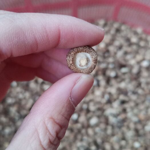 泌阳县干香菇，金钱菇，机器筛选人工分拣无胶纸，迷你小香菇