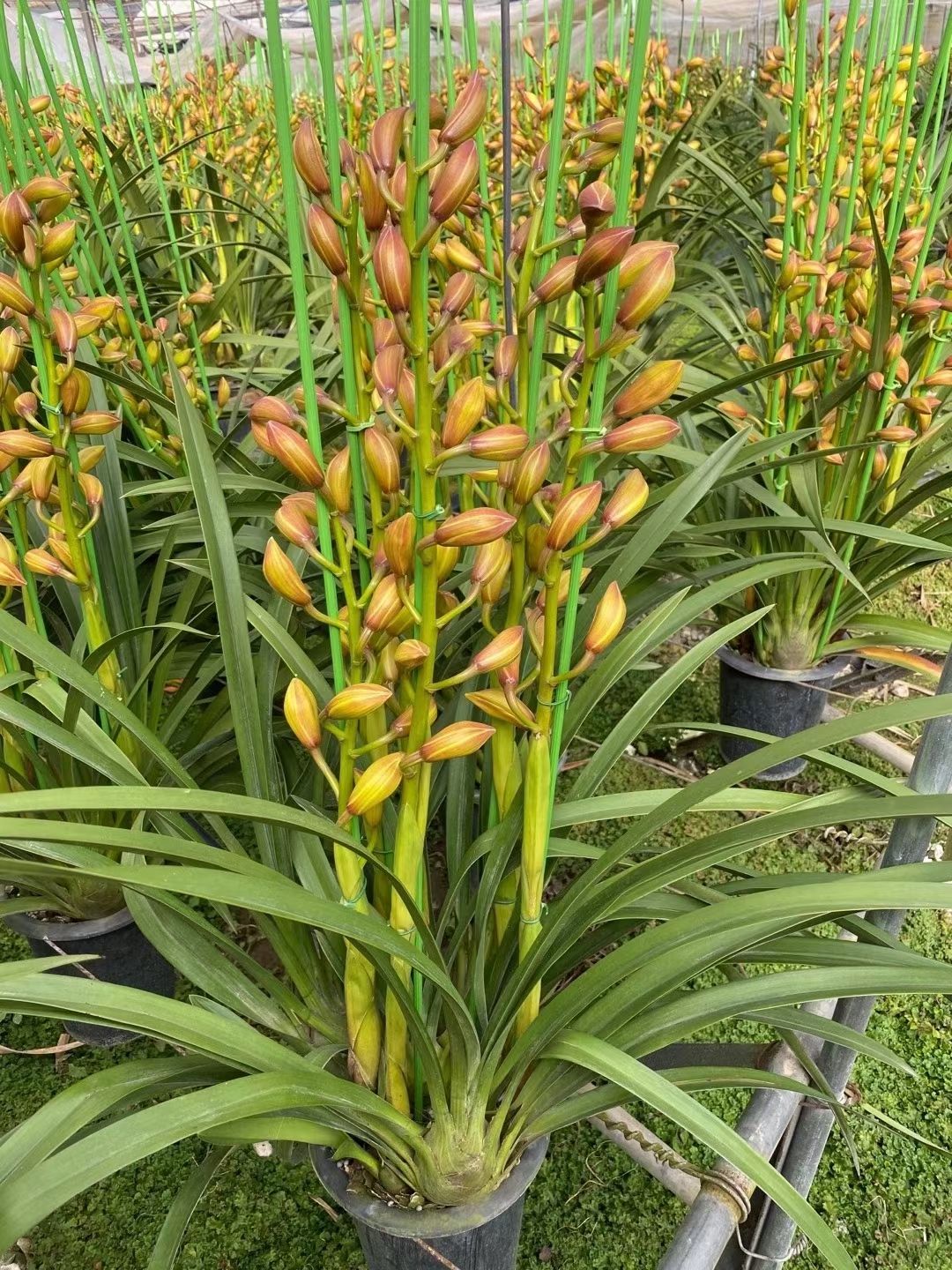 大花惠兰 大花卉兰种植基地批发