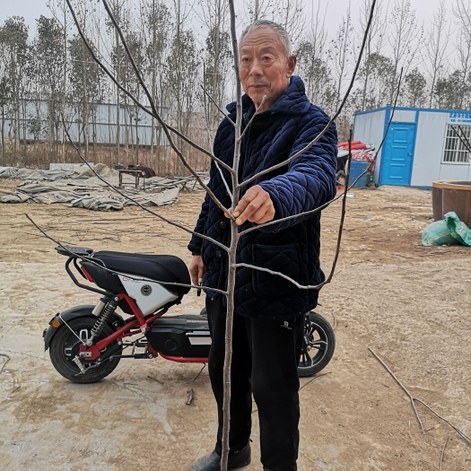 武陟县 m9t337自根占苹果苗，冰糖心苹果苗