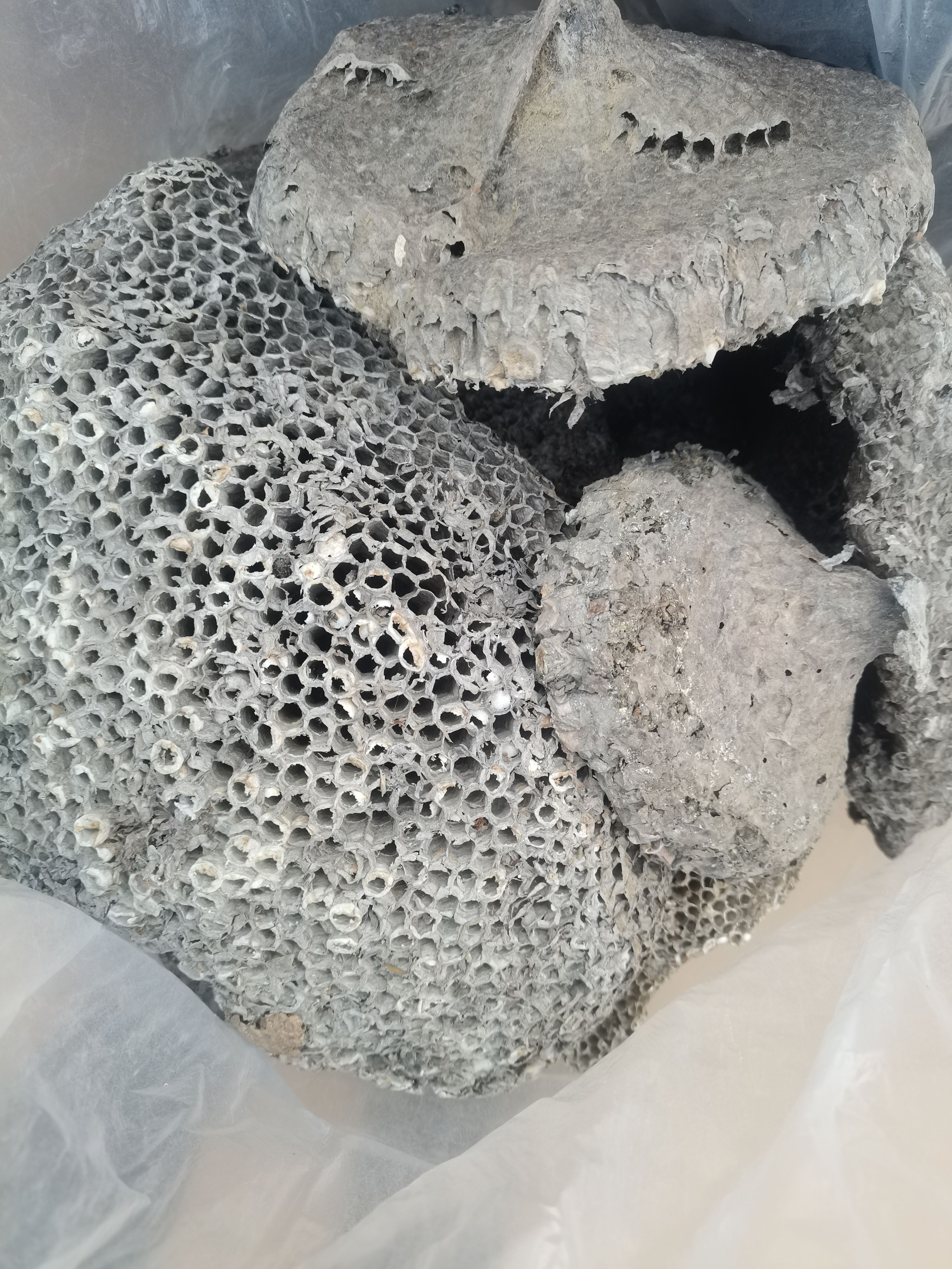  蜂房，大眼山东蜂房，蜂窝