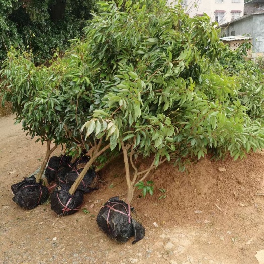 灵山县桂味荔枝苗  桂味荔枝嫁接大苗！核小肉厚！果肉脆甜！正品嫁接