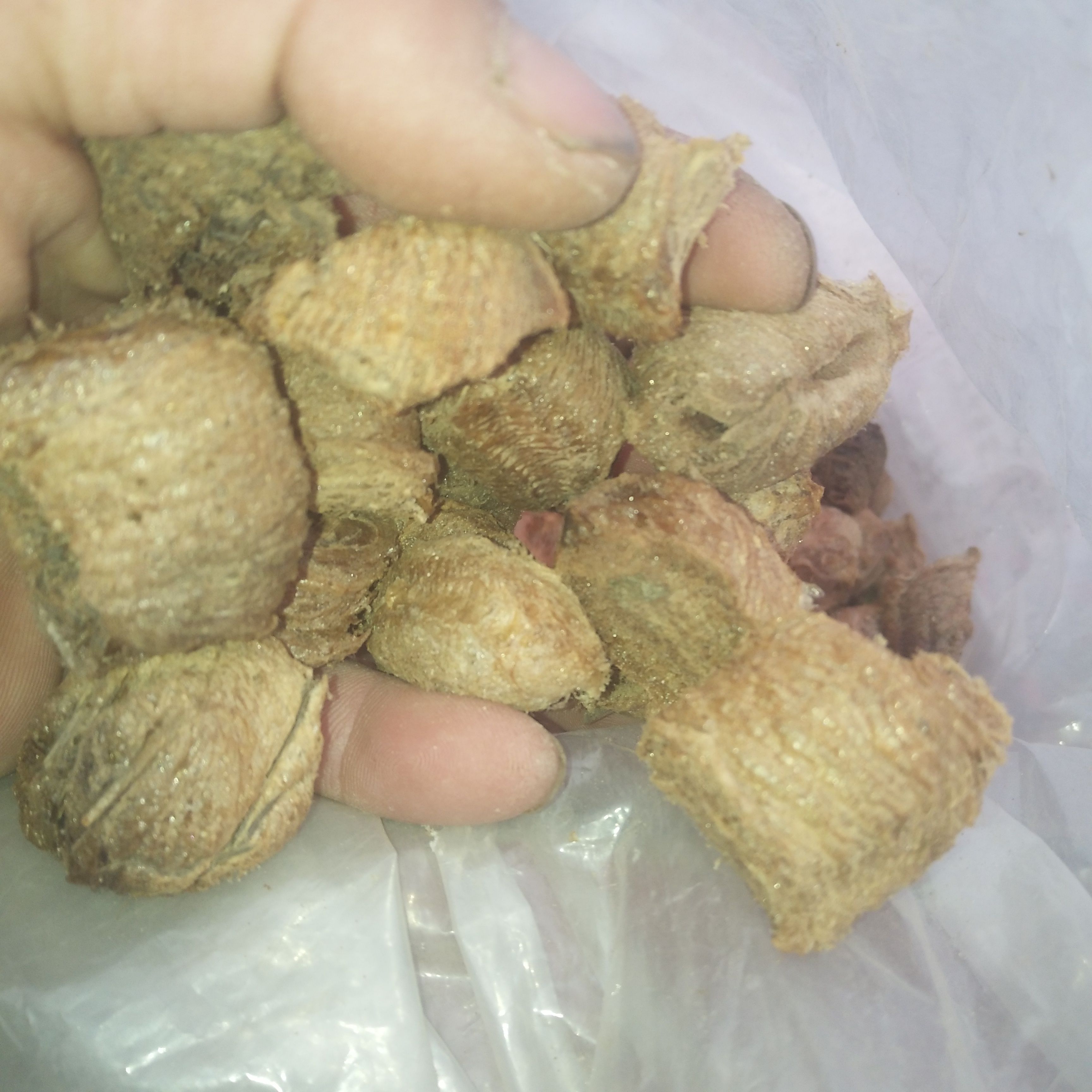 桑螵蛸，螳螂籽，