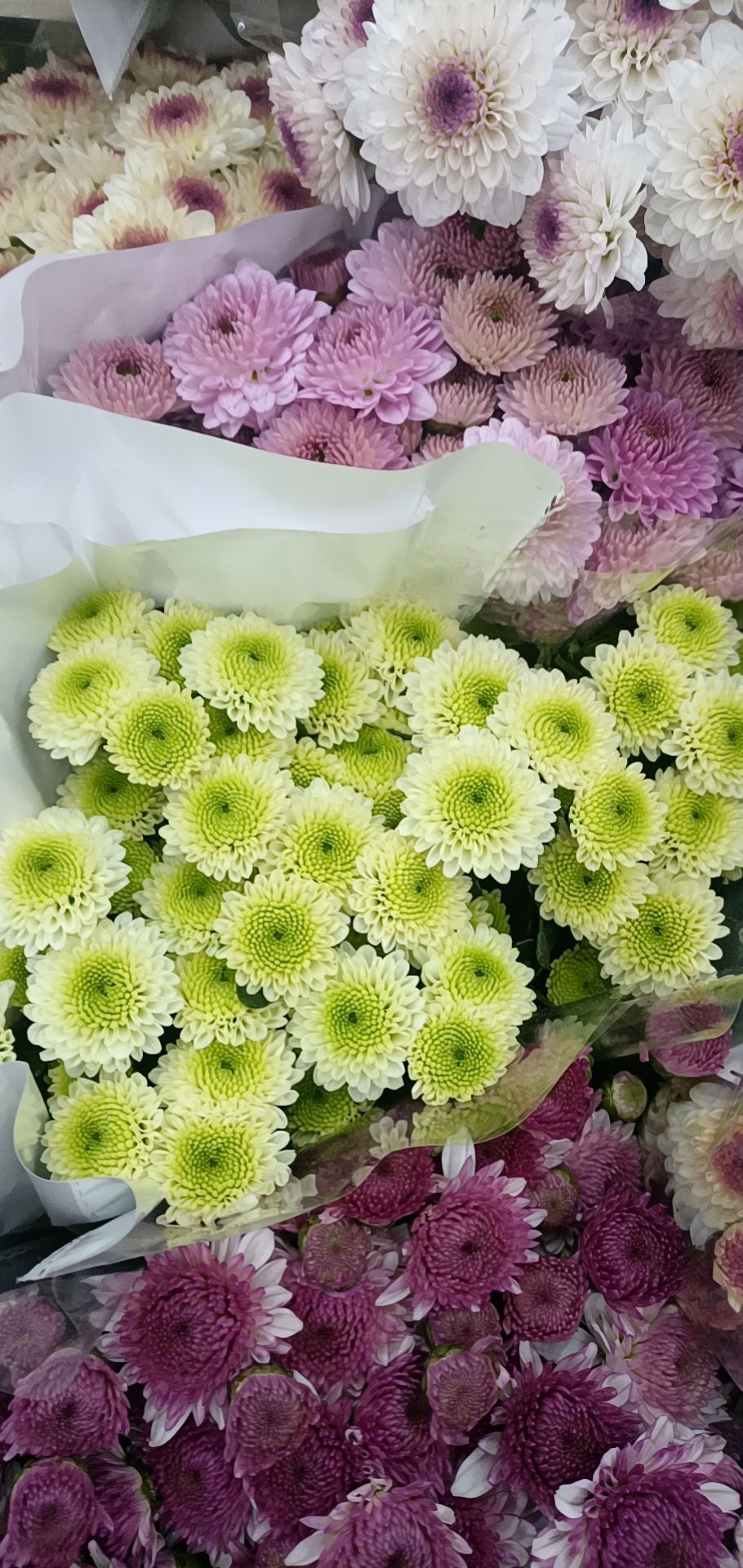 菊花切花 小雏菊配色