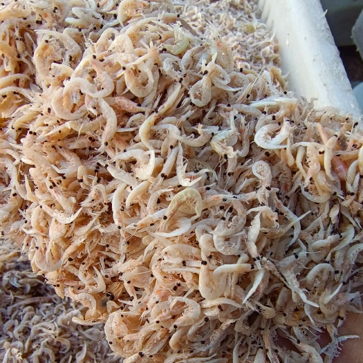 大和藻虾 米虾，银子虾饵料用，调饲料，电商用
