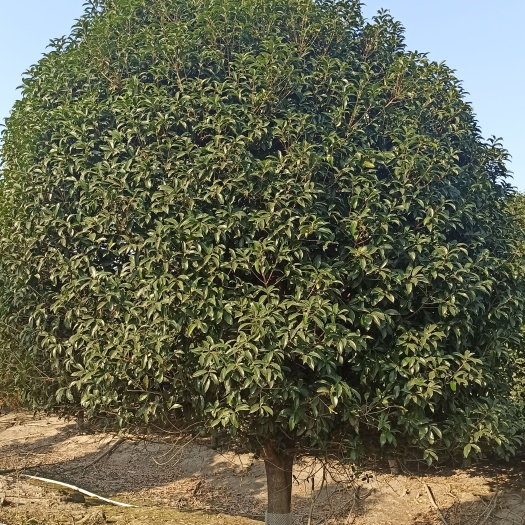 铜陵金桂 桂花