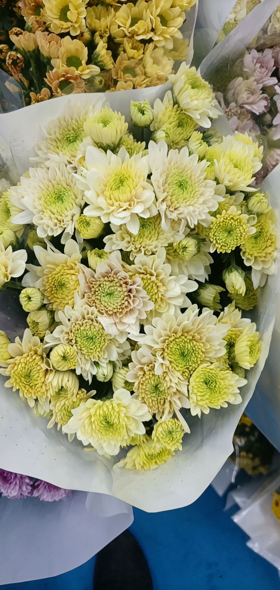 菊花切花 小雏菊配色