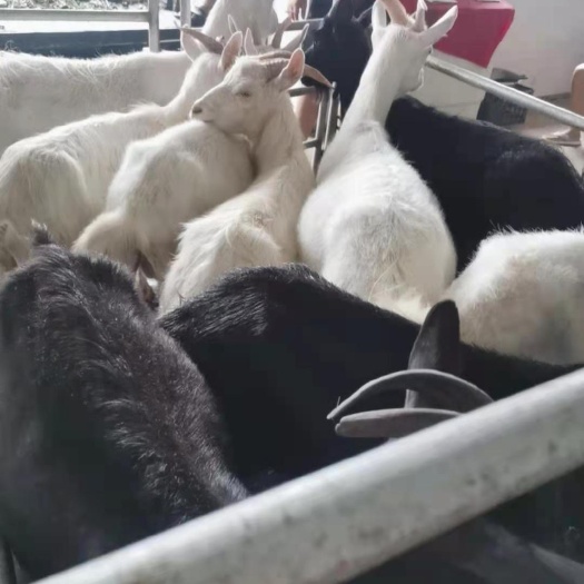 营口短毛山羊公屠宰，