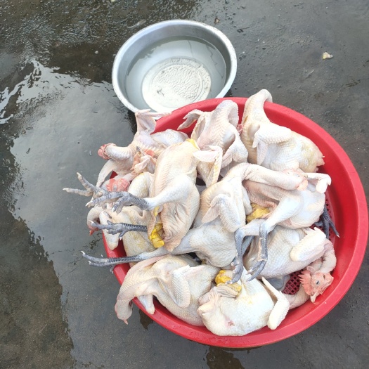 如东县白条鸡  高品质四百天散养老母鸡 农户散养 月子鸡 土鸡