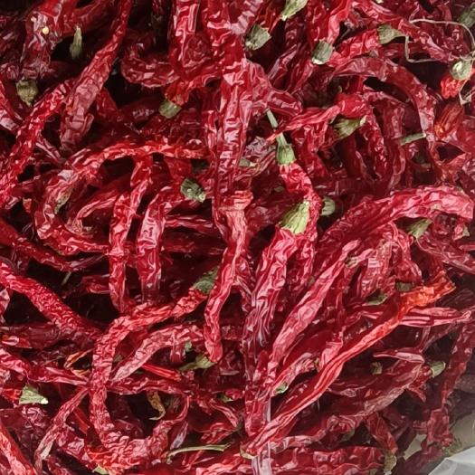 大方县干线椒  贵州美人椒（二荊条）干辣椒