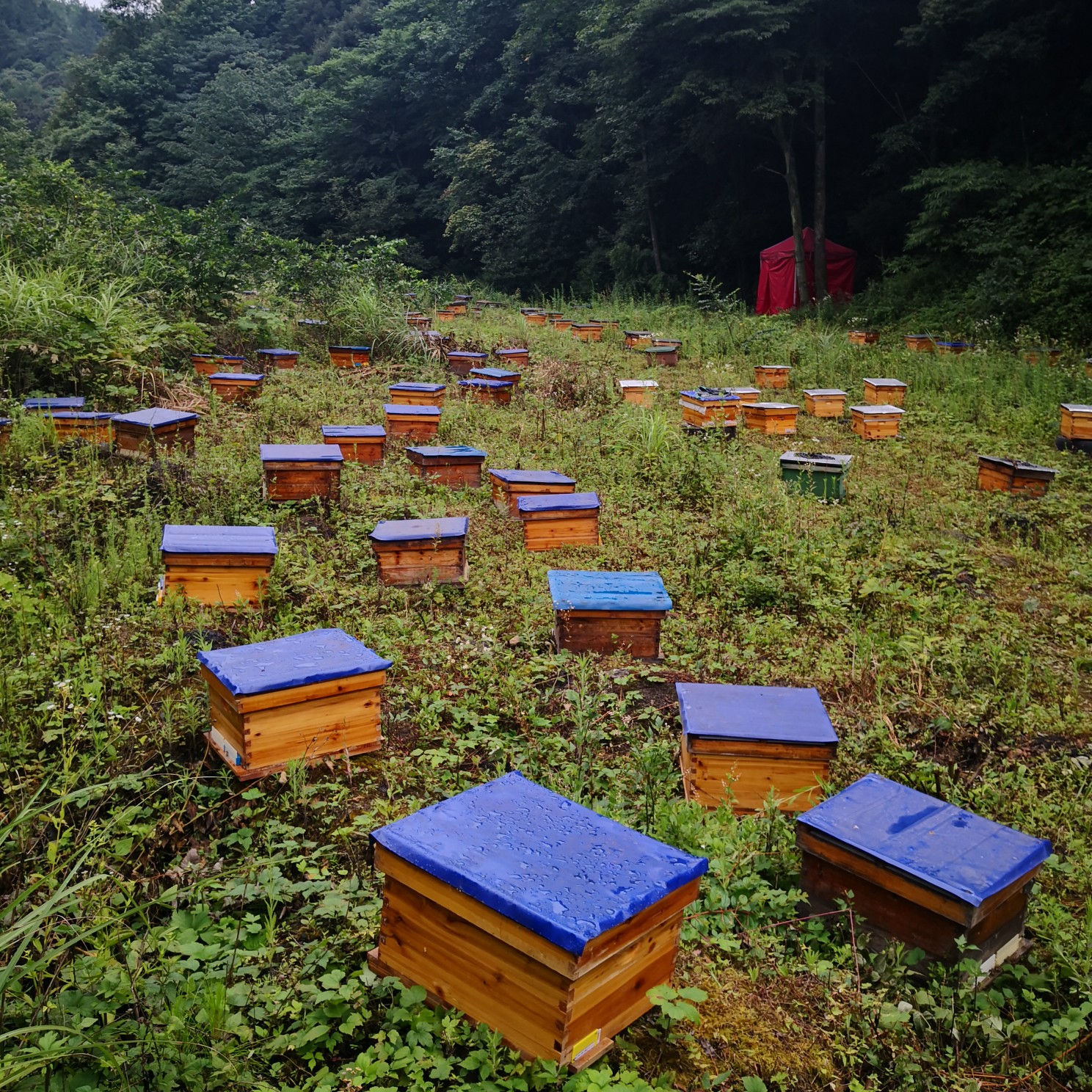 重庆中华蜜蜂  中蜂      中蜂  又称土蜜蜂