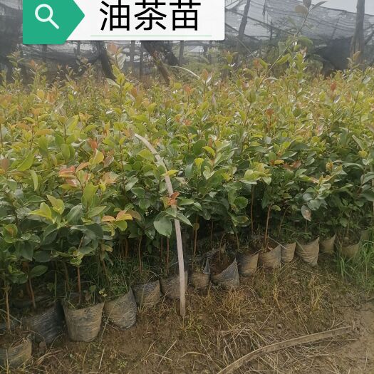昌宁县云南昌宁油茶树苗优质种苗批发