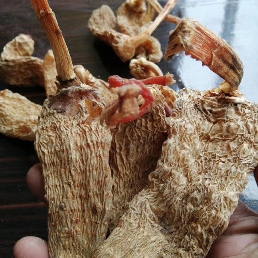 霍山县天麻   天麻   无硫天麻