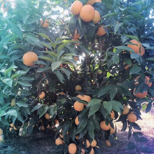 宾阳县无核沃柑，清甜口感。