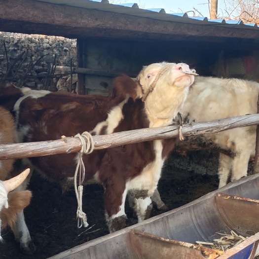 莱阳市肉牛  自家养殖场西门塔尔牛犊