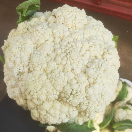 自贡白花菜花 花菜