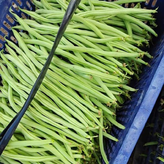 架豆王豆角 云南省西双版纳傣族自治州景洪市 