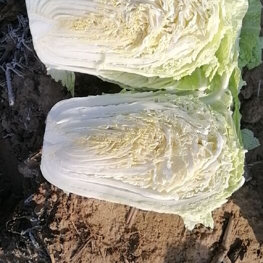 莘县黄心大白菜 白菜