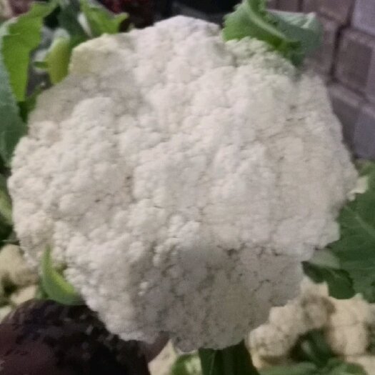 聊城花菜 菜花，产地直发，货源充足，发往全国各地！