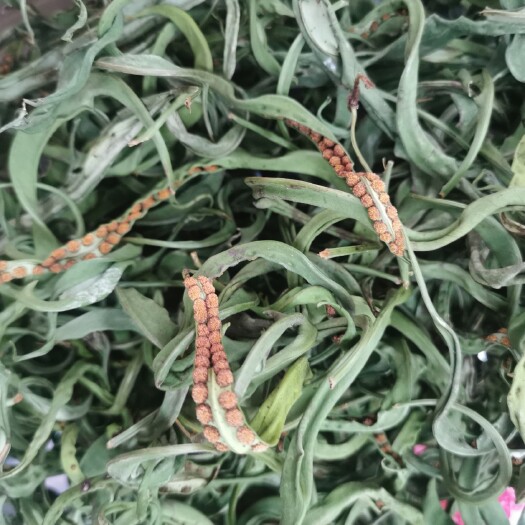昆明1斤 老挝化石草 中叶子化石草 肾精茶 现货批发