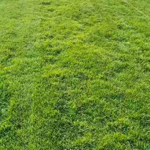 无极县 早熟和四季青绿