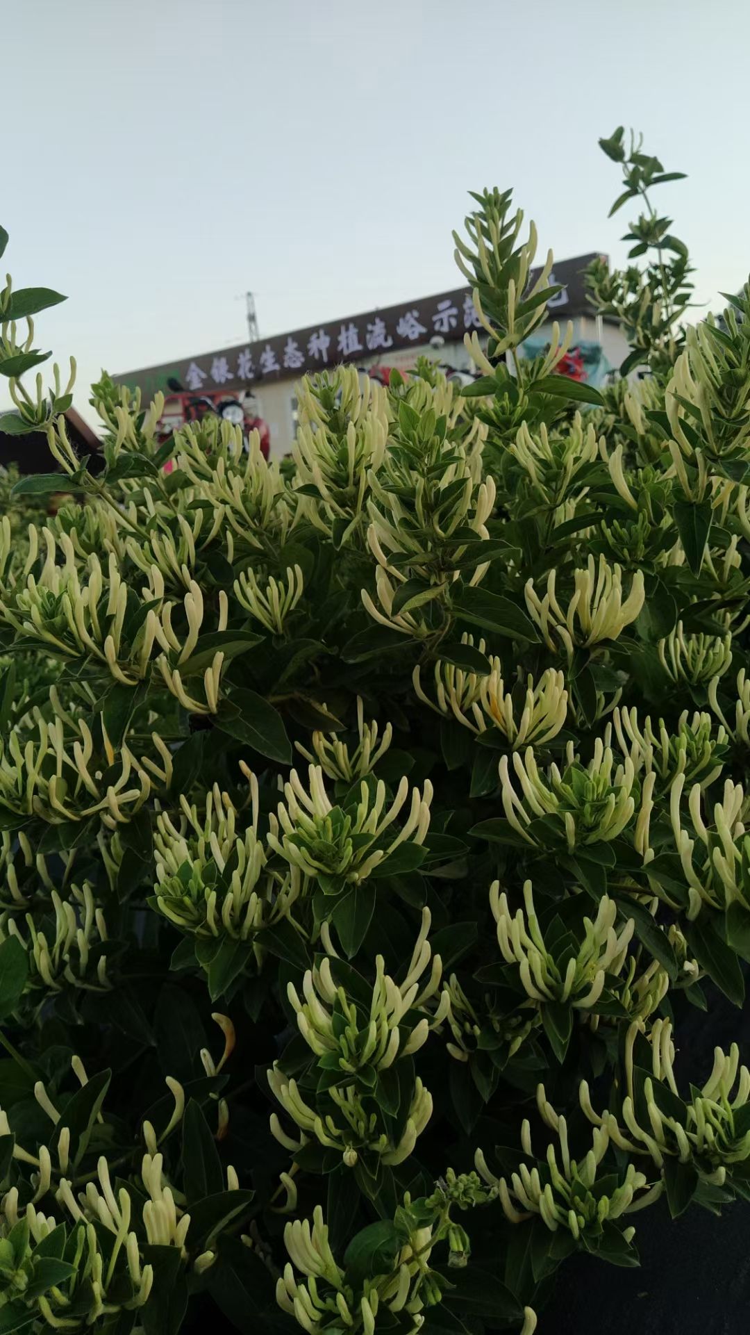 北花一号金银花种苗  顺丰包邮 超长花期 技术指导 干花回收