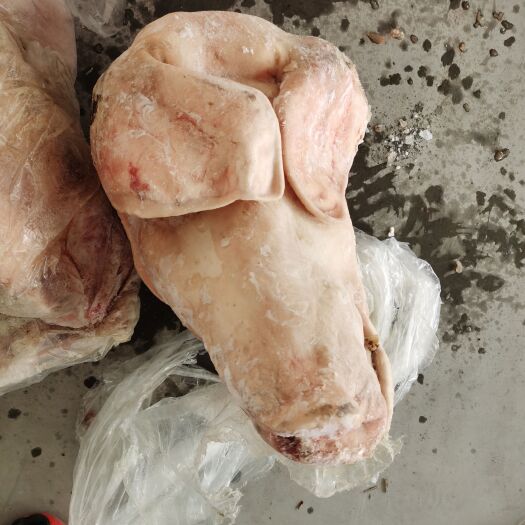 中牟县 近期刚分割出来的猪头