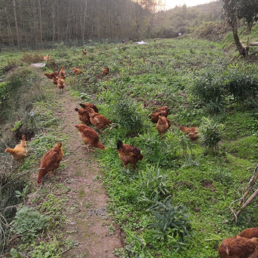 广安 纯粮食生态散养土鸡