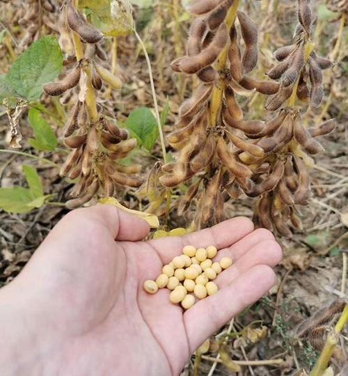哈尔滨大豆 大量供应 东北黄豆，2万吨起订！