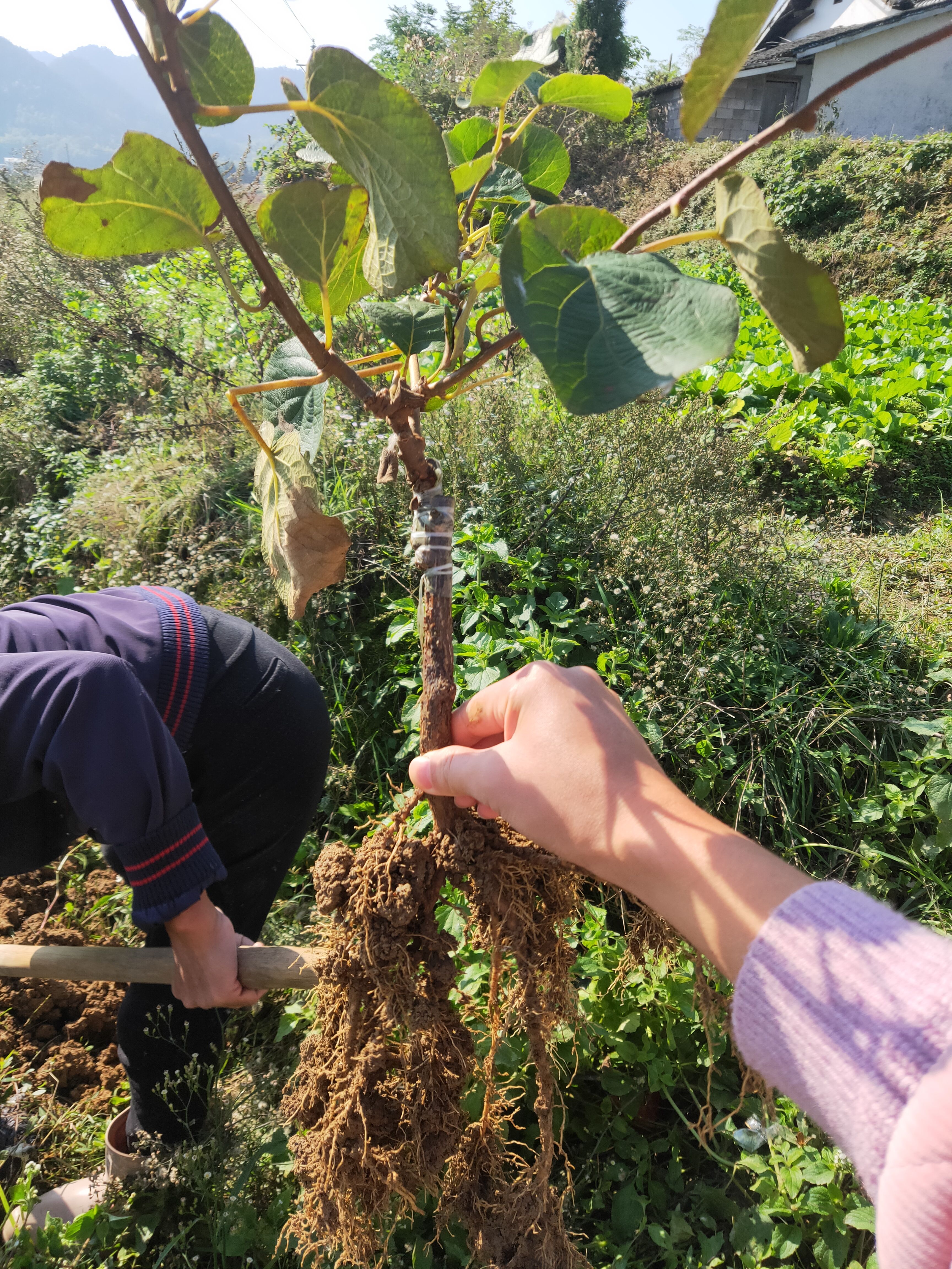东红猕猴桃苗 优质高产红心猕猴桃苗