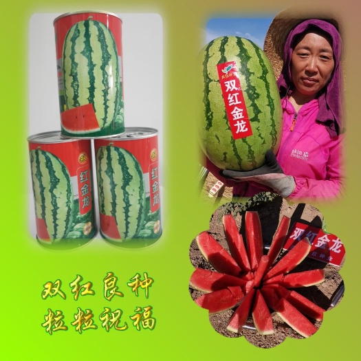 双红金龙西瓜种子双红金城系列双红瓤80克装720粒左右