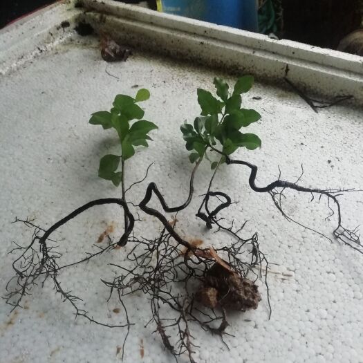 金弹子苗金弹子种子胚芽苗仿生态培育自然型弯弯拐拐无人工痕迹