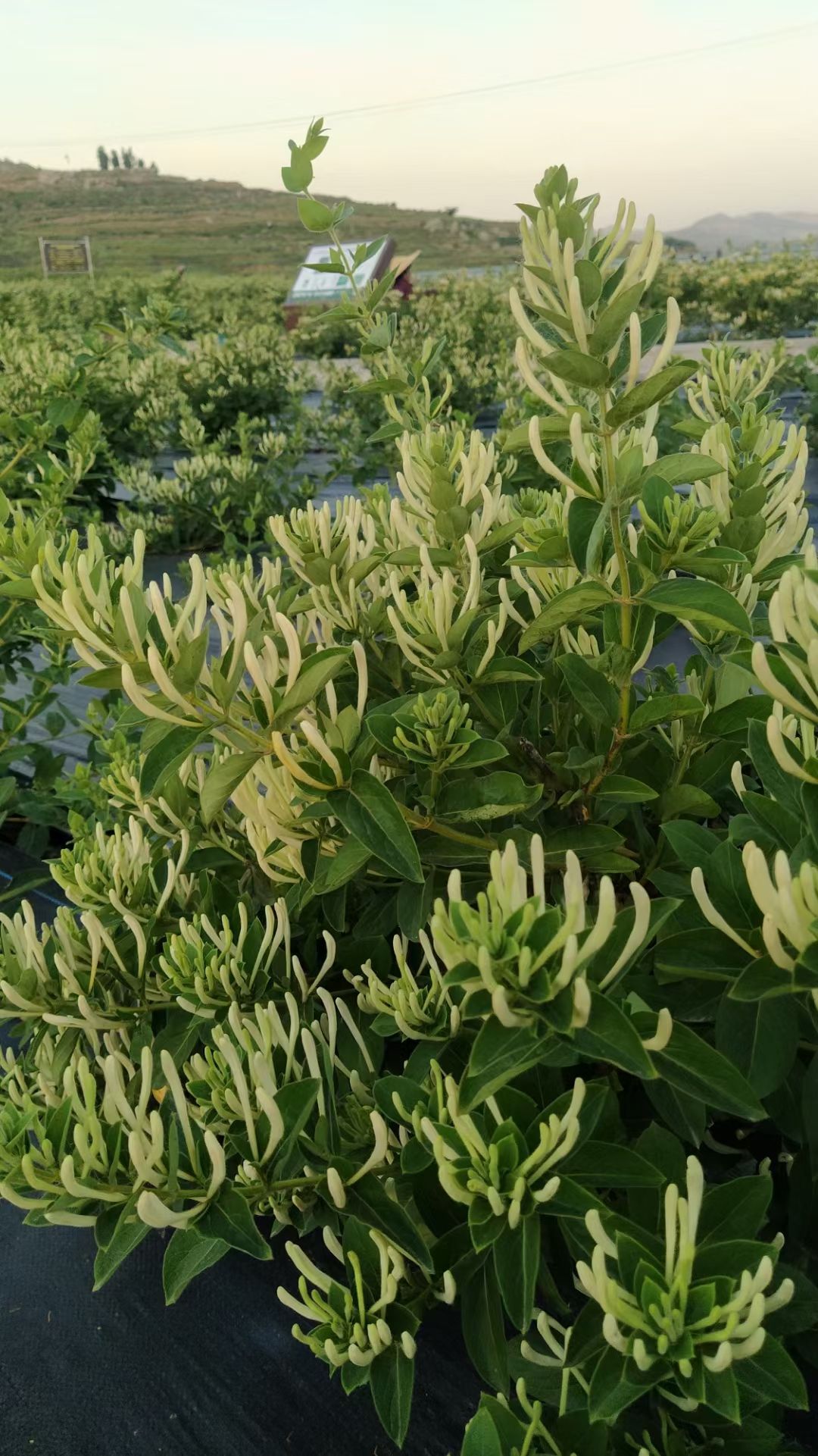 北花一号金银花种苗  顺丰包邮 超长花期 技术指导 干花回收