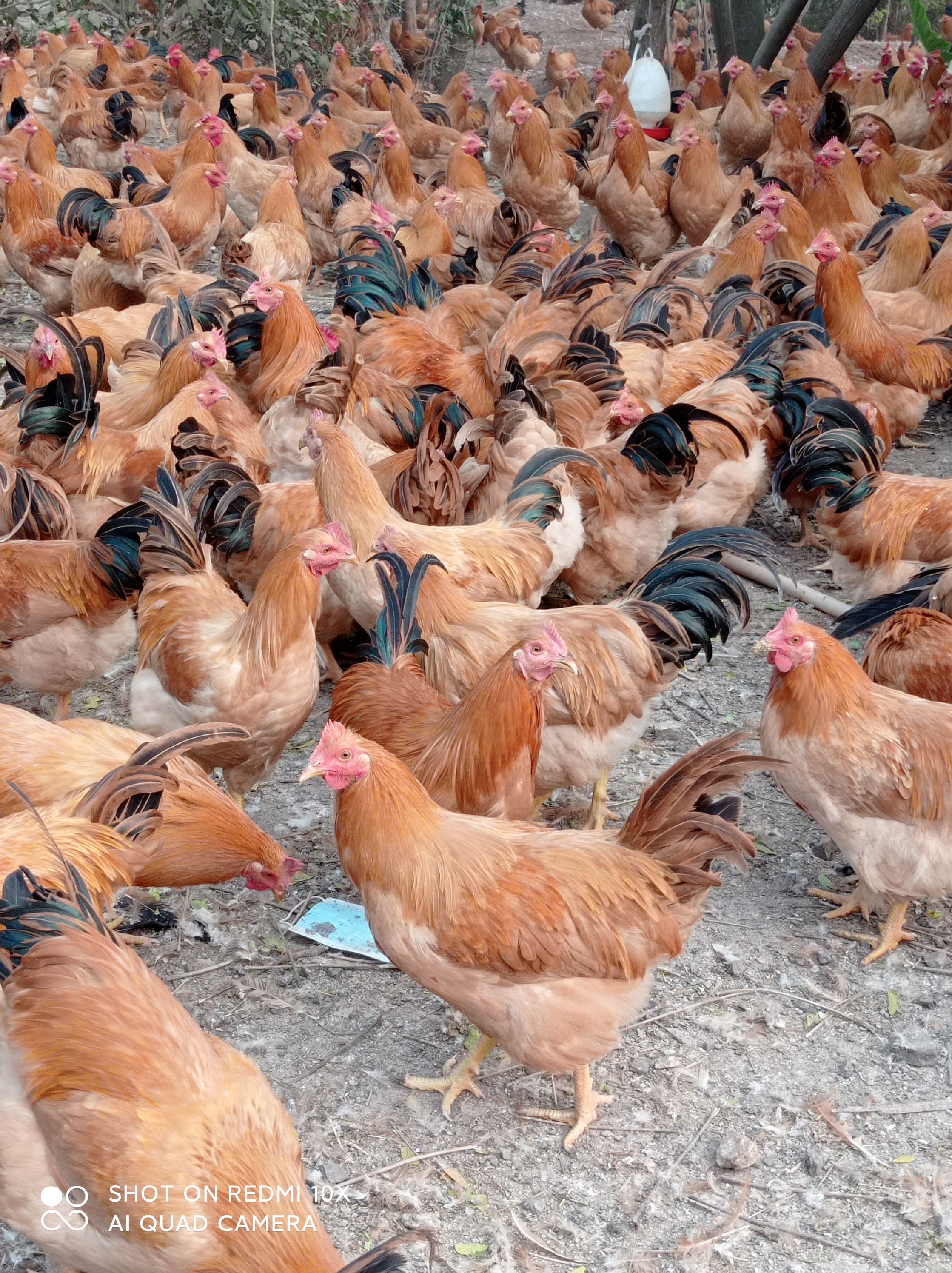 阉鸡 5-6斤 活体发货 公鸡