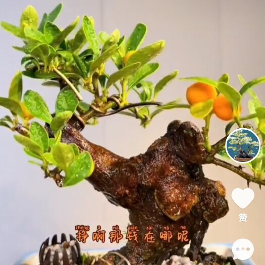 永嘉县石榴盆景 