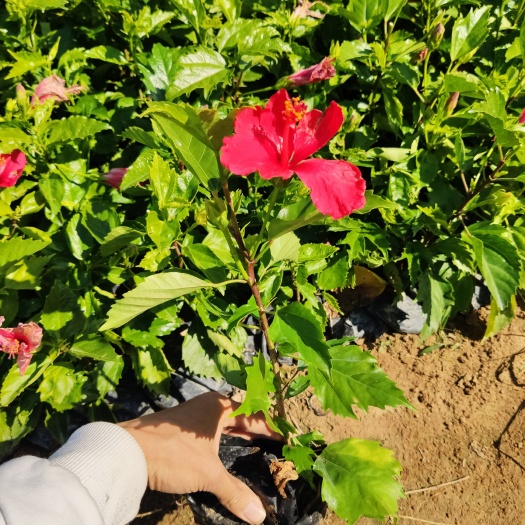 漳浦县朱槿 重瓣扶桑 黄花扶桑  彩叶扶桑