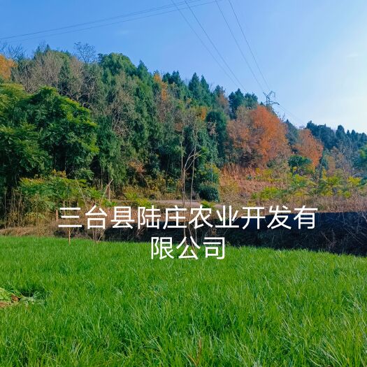 三台县麦冬草产地直销、价格实惠、随行就市、量大从优，可以提供联系车
