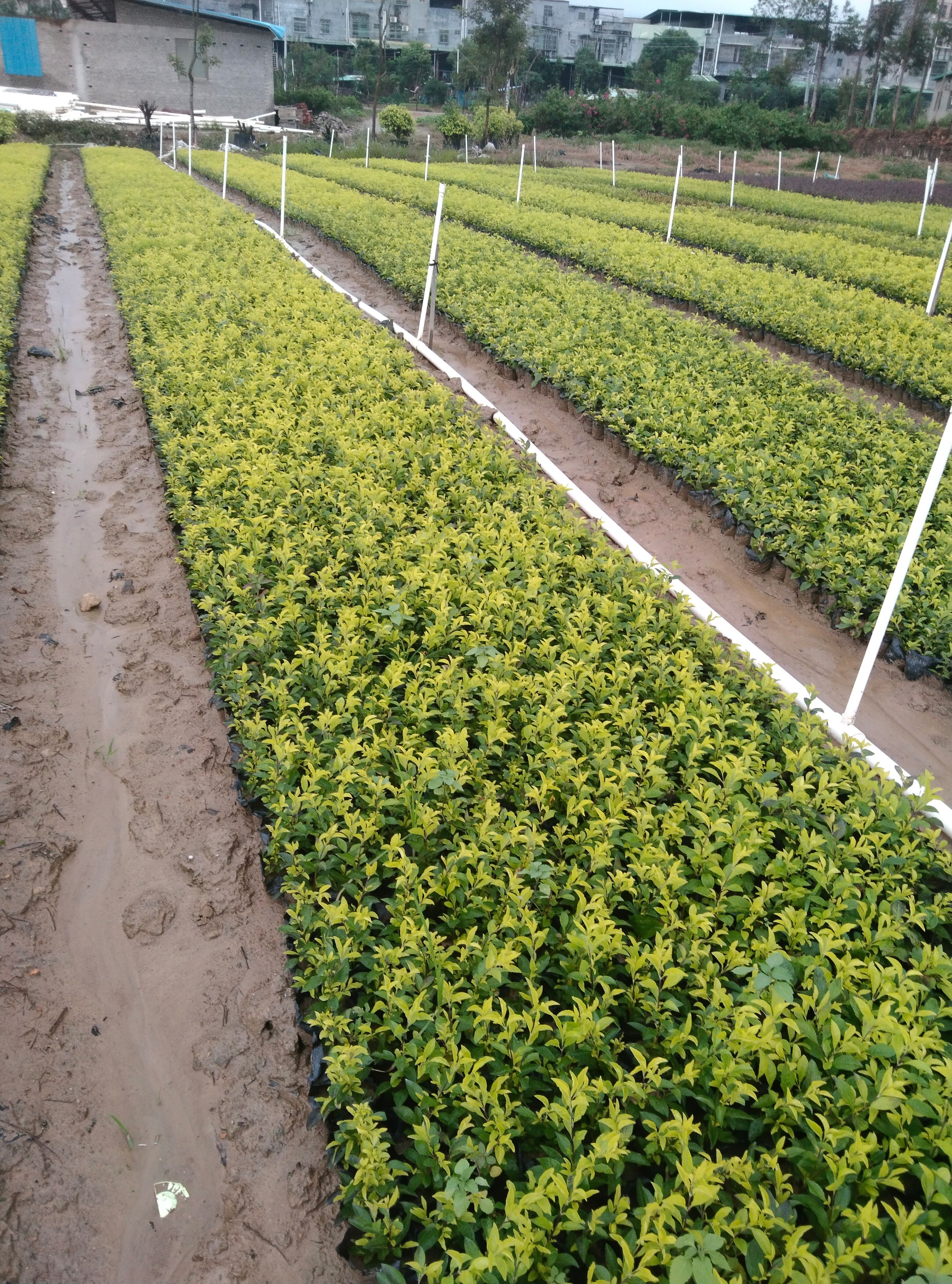 地被植物 地被小苗黄金叶