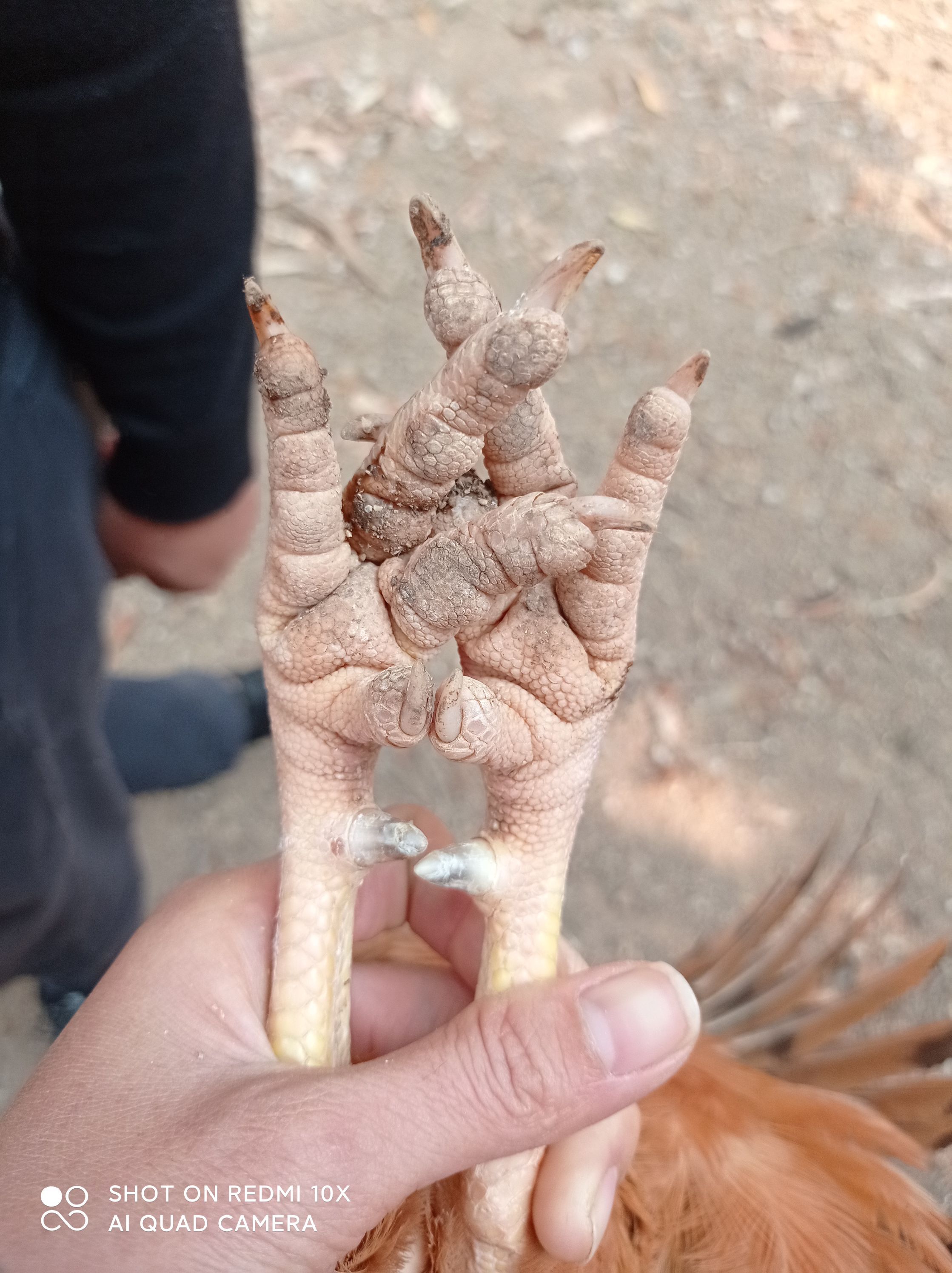 阉鸡 5-6斤 活体发货 公鸡 