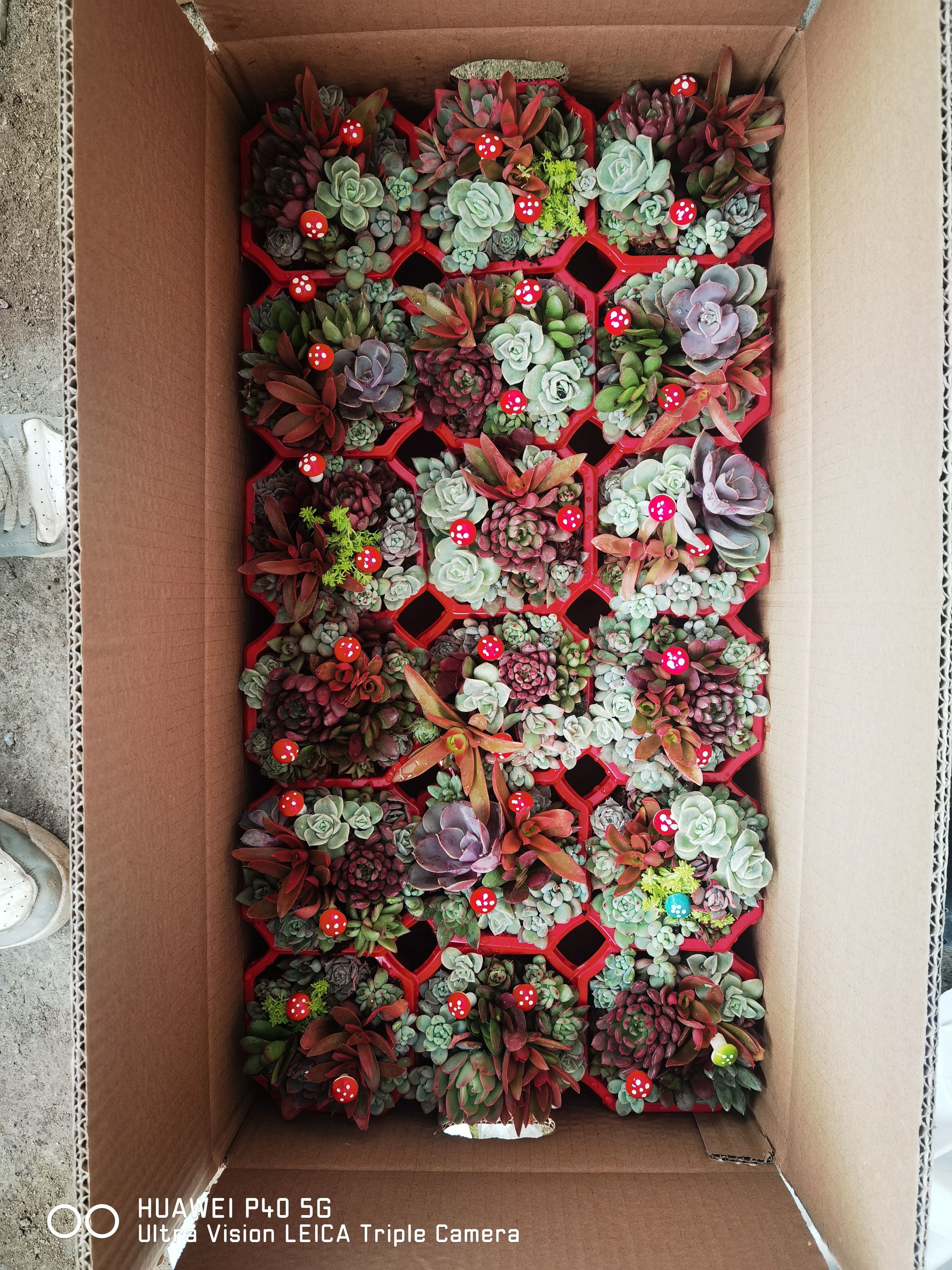  多肉植物混色组盆