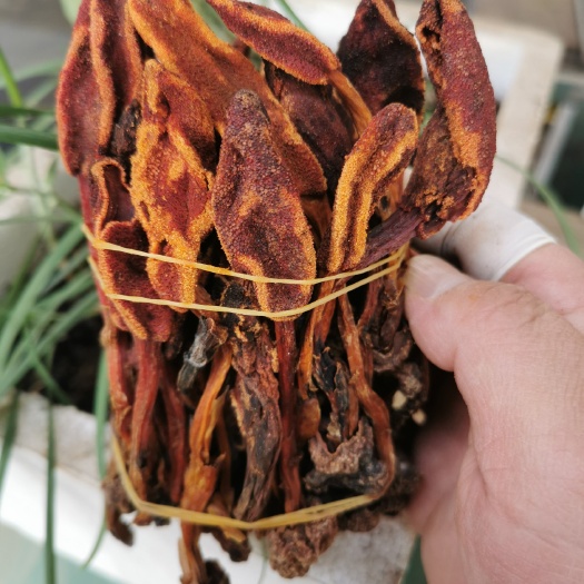 昆明高品质回春草 阳顶天草 大货批发
