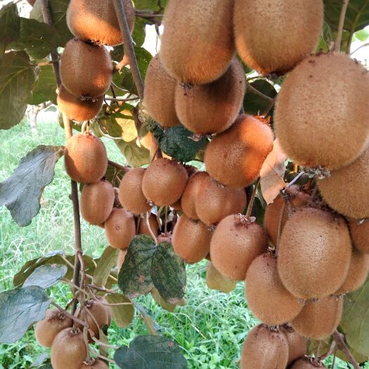 海沃德猕猴桃来自陕西周至酸甜可口这海沃德猕猴桃泥猴桃迷糊桃