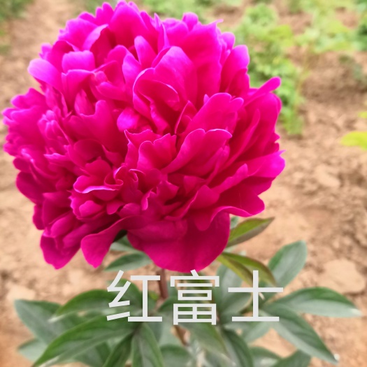 菏泽多花芍药 观赏芍药