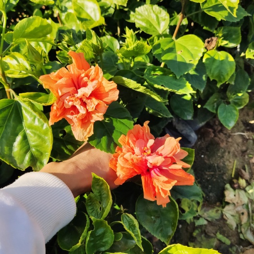 漳浦县朱槿 高度30厘米黄花朱槿红花朱槿  粉花朱槿