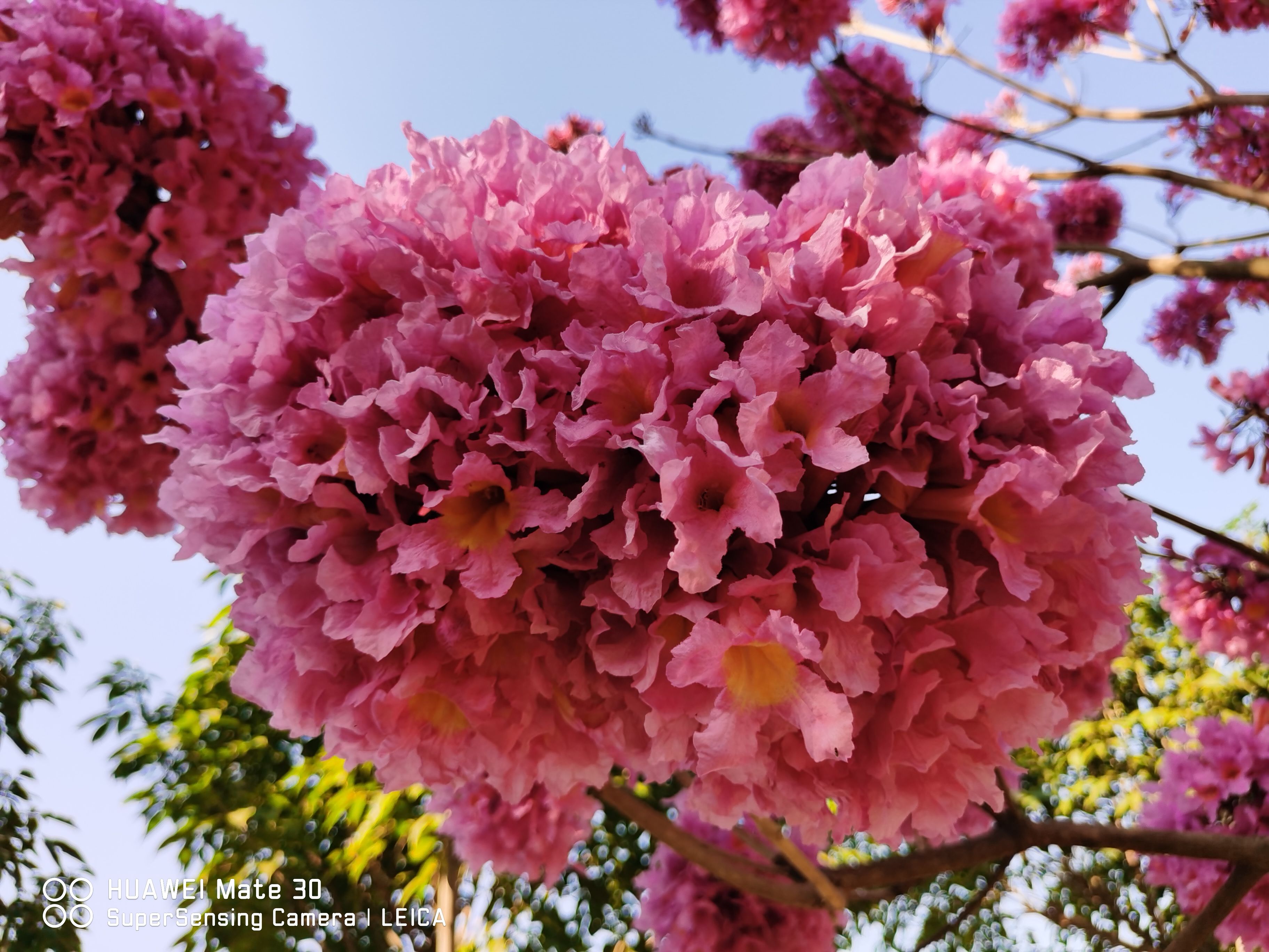 紫花风铃木，红花玉蕊，