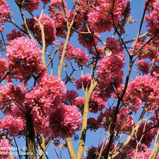 中山市紫花风铃木，红花玉蕊，