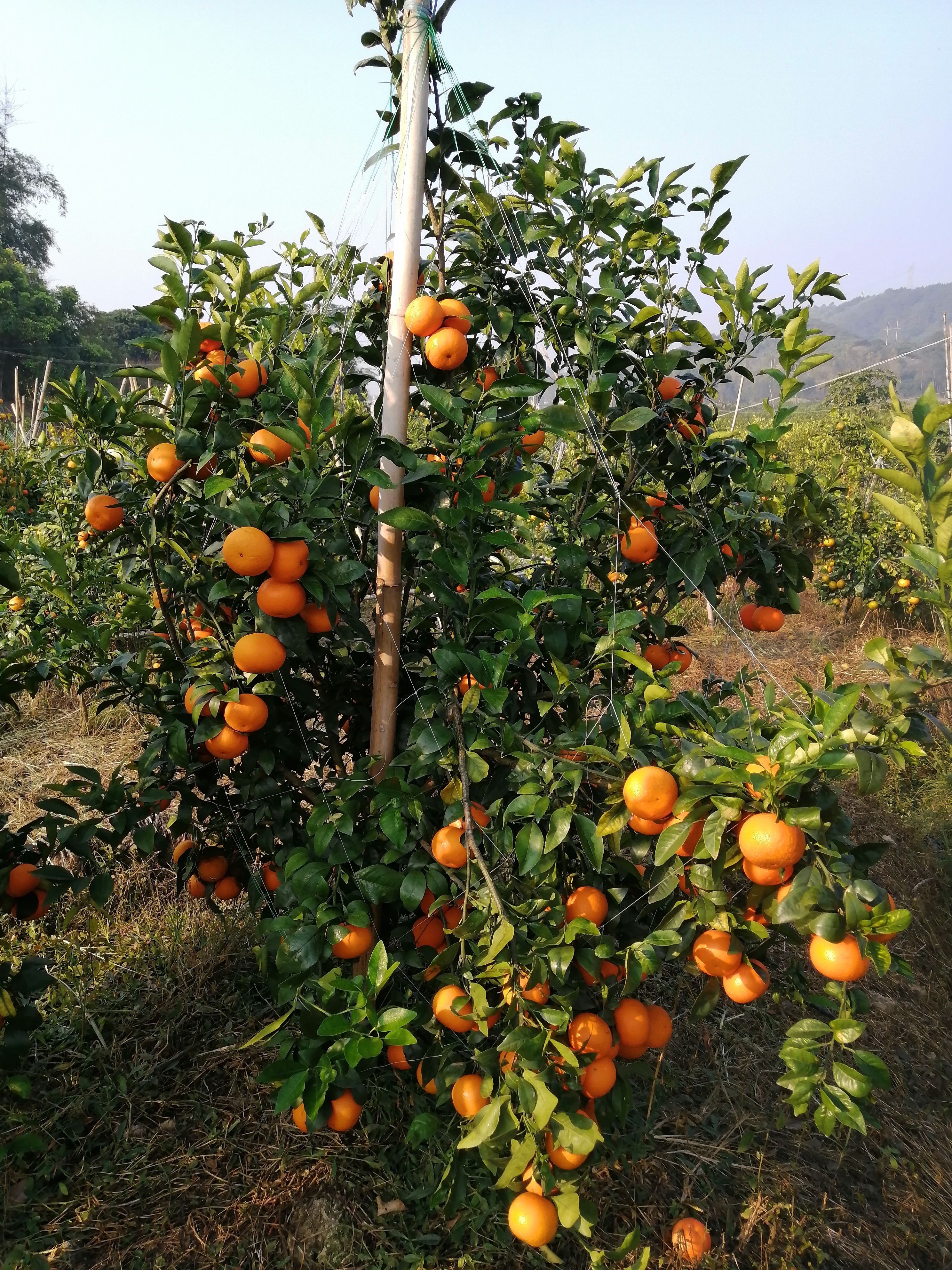 产地沃柑 电商平台商 市场超市 等产地直发 一件代发