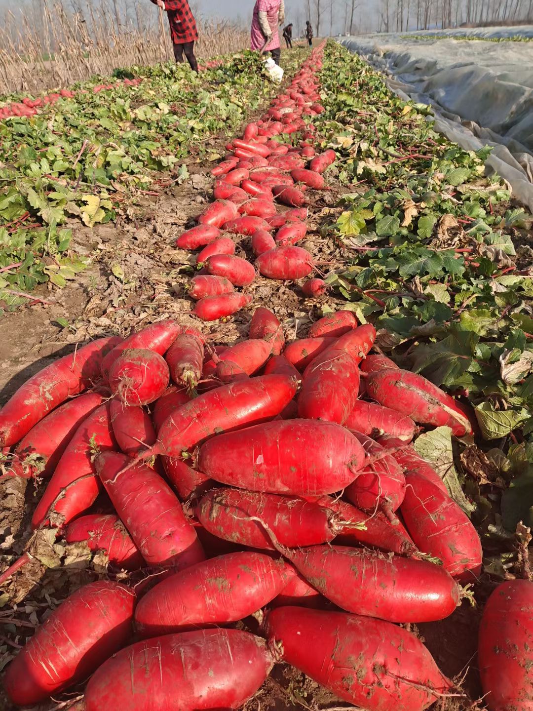 优质菜萝卜，货源充足，价格优惠，质量保证，发往全国各地。